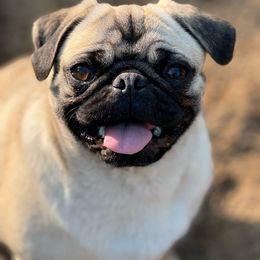 Mei Mei - Pug