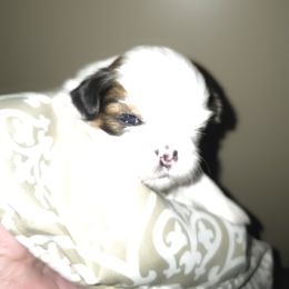 Boy2 - Gold and white male Shih Tzu puppy in Buxton, Maine from Shih Tzu Junction