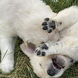 Golden Retriever and Jack Russell Terrier Puppies from Shelby Burleson's Golden Retrievers and Jack Russell Terriers