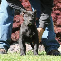 Green Collar - Black male Perro de Presa Canario puppy in Pocahontas, Illinois from Cabeza Grande Kennel