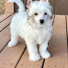 Seal - White male Chinese Crested puppy in New Smyrna Beach, Florida from FronkLinn Kennel