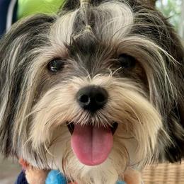 Morkies and Yorkshire Terriers from Our Yorkie and Morkie Puppies of Summerville, South Carolina.