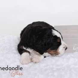 Bernedoodle Puppies from Bernedoodle Bliss