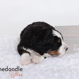 Bernedoodle Puppies from Bernedoodle Bliss
