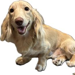 Ronin - Dachshund