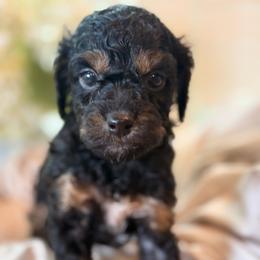 Ocean - Brown white and tan female Cockapoo puppy in Saint Louis, Missouri from Jax Doodles