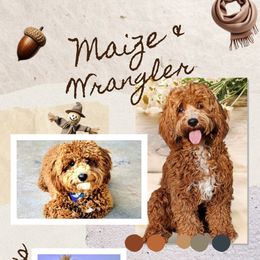 Cavapoo puppies from Sugarland's Texas Goldendoodles