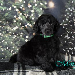 Honeybaked - Blue Poodle puppy in Oklahoma from Morgenstern Kennels