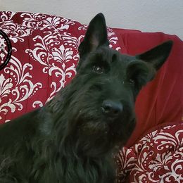 Lear - Scottish Terrier