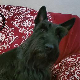 Lear - Scottish Terrier
