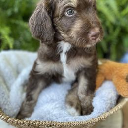 Aussiedoodle and Australian Shepherd Puppies from Sugar Creek Oodles