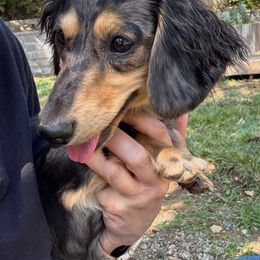 Georgia - Dachshund