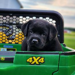 Boy 3-Green - Black male Labrador Retriever puppy in Saunemin, Illinois from Shooting Star Labs