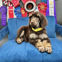 Dalmatian, Poodle, and Rhodesian Ridgeback Puppies from Ruffles, Ridges, & Spots!