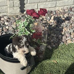 Panda(Pink) - Parti female Miniature Schnauzer puppy in Hemet, California from Feshia's Miniature Schnauzers