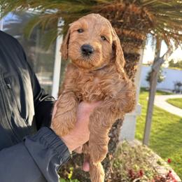 Boy-pink - Red male Dachshund puppy in Corona, Ca Hemet, Ca Surpise, Az, California from Over The Moon Dachshunds