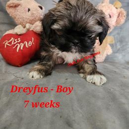 Dreyfus - Brindle and white Shih Tzu puppy in Mount Morris, Michigan from Gone 2 the Dawgs