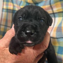 Yellow Collar - Black brindle female Cane Corso puppy in Paris, Texas from Knucklehead Cane Corso