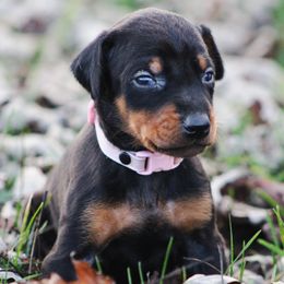 Raven - Black and rust female Doberman Pinscher puppy in Winchester, Ohio from 32 Farms