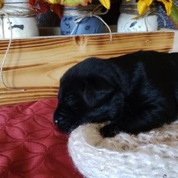 Labrador Retriever Puppies from Carter's Pointing Labs