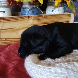 Labrador Retriever Puppies from Carter's Pointing Labs
