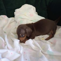 Clark READY JULY 14 - Chocolate and tan male Dachshund puppy in Middle Granville, New York from Lee Doxies