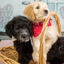 Goldendoodles from Black's Goldendoodles