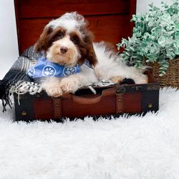 Chip - Merle male Cockapoo puppy in North Carolina from NC Doodle Puppies