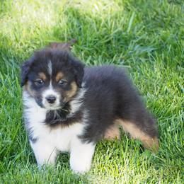 Michelob - Black tri-color male Australian Shepherd puppy in Cape Girardeau, Missouri from Promise Keeper Kennel