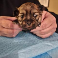 Boy 2 - Mal-Shi puppy in New York from Alana Miller