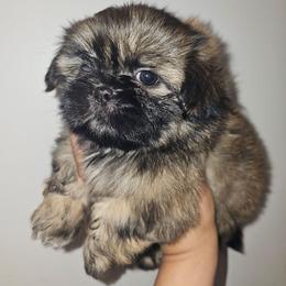 Gabrielle - Brindle female Shih Tzu puppy in Los Banos And Bay Area, California from Shantii's Shih Tzu's