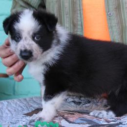 Green colored male - Panda male German Shepherd puppy in Yakima, Washington from Bahr-S German Shepherds