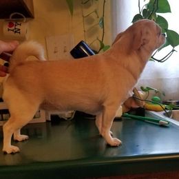 Grace - Chihuahua