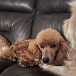 Scarlett - Poodle