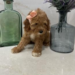 Donna - Red  female Goldendoodle puppy in Mint Hill, North Carolina from DoodleForever