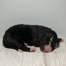 Bernedoodle Puppies from East Coast Bernedoodles