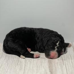 Bernedoodle Puppies from East Coast Bernedoodles