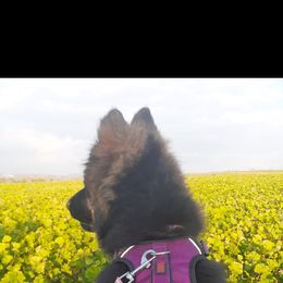 German Shepherd Puppies from Flussufer German Shepherds