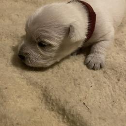 Boy 1 - White West Highland White Terrier puppy in Prudenville, Michigan from Randy Ellen West Highland White Terriers of Michigan