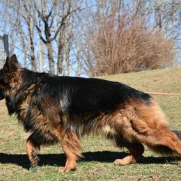 Keme - German Shepherd