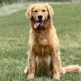 Belgian Sheepdogs and Golden Retrievers from Wildmour Kennels