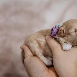 Goldendoodle Puppies from Emma Doodles