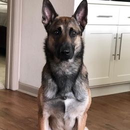Belgian Malinois puppies from Von-Zito Belgian Malinois