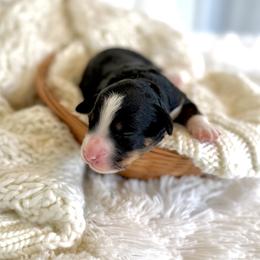 Vaughn - Tri-color male Bernedoodle puppy in Bremen, Indiana from Farmland Doodles