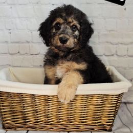 Pedro - Sable male Saint Berdoodle puppy in Battle Ground, Washington from Mad Hatter Farms Saint Berdoodles