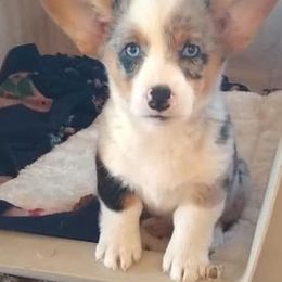 American Corgis, French Bulldogs, Pembroke Welsh Corgis, and Pomeranians from Just My Size Farmstead