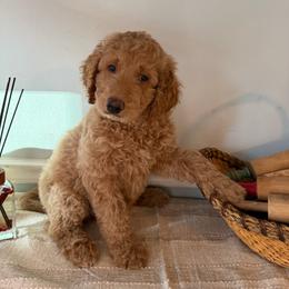 Amber - Apricot female Goldendoodle puppy in Easley, South Carolina from Our Darling Doodles