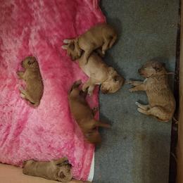 Goldendoodle Puppies from 3 Willows Goldendoodles