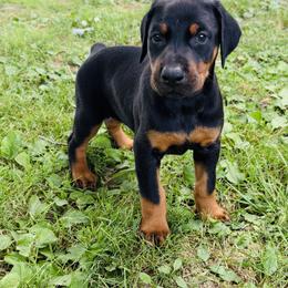 Valor - Black and rust male Doberman Pinscher puppy in Winchester, Ohio from 32 Farms