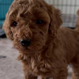 Female 2 - Red  female Poodle puppy in Bettendorf, Iowa from Red Door Poodles